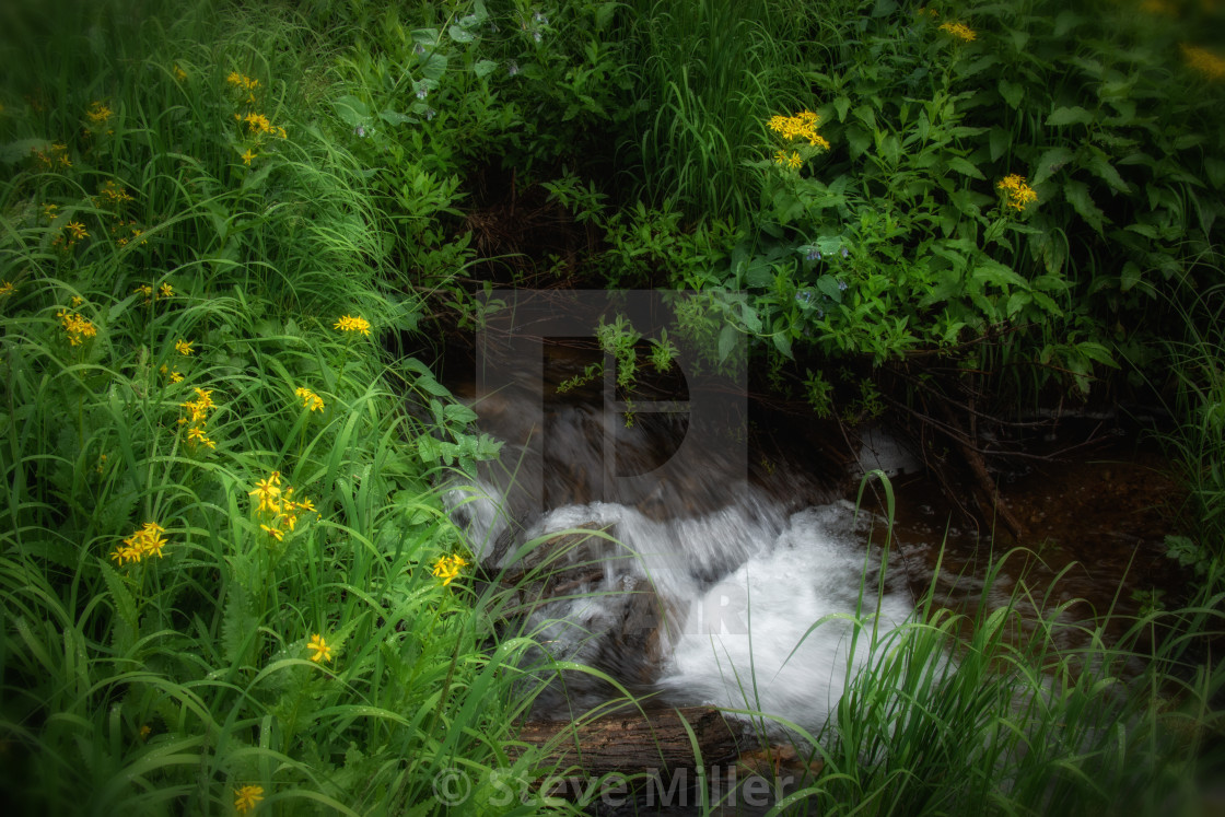"Hidden stream" by Steve Miller - $19.30 "Hidden stream" stock image