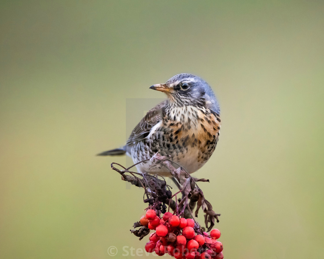 "Fieldfare." stock image