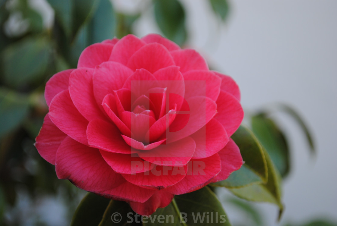 "Red camellia" stock image