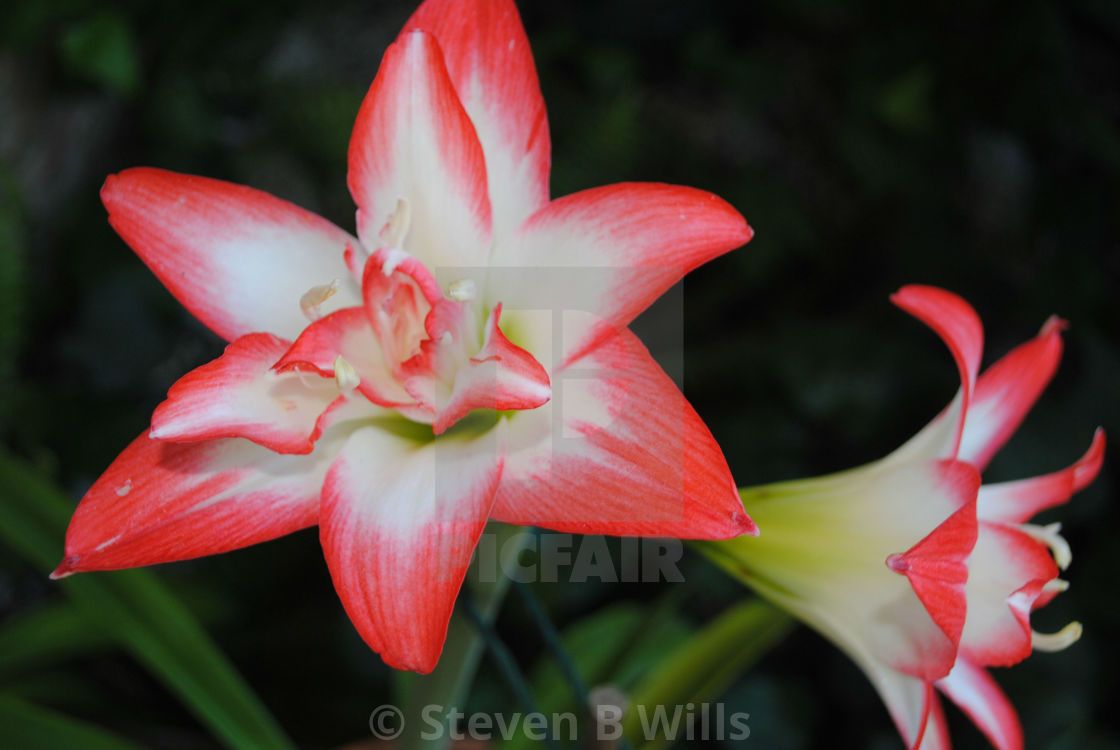 "Red and white lily" stock image