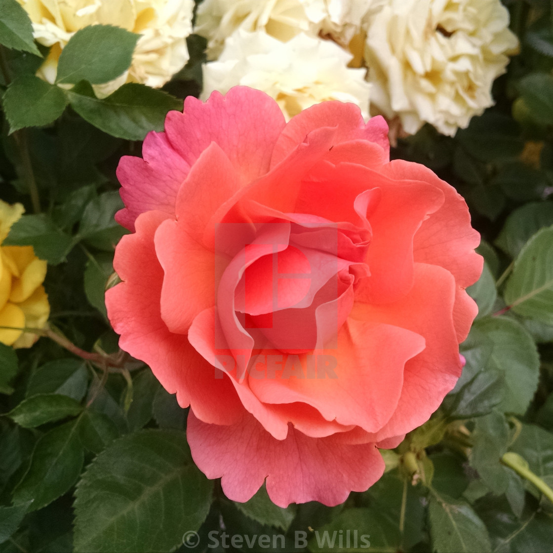 "Orange flower" stock image