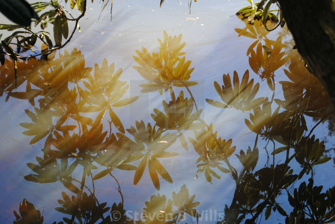 "Reflections on the water" by Steven B. Wills - $15.78 "Reflections on the water" stock image