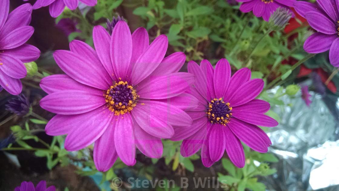 "Pink flowers" stock image