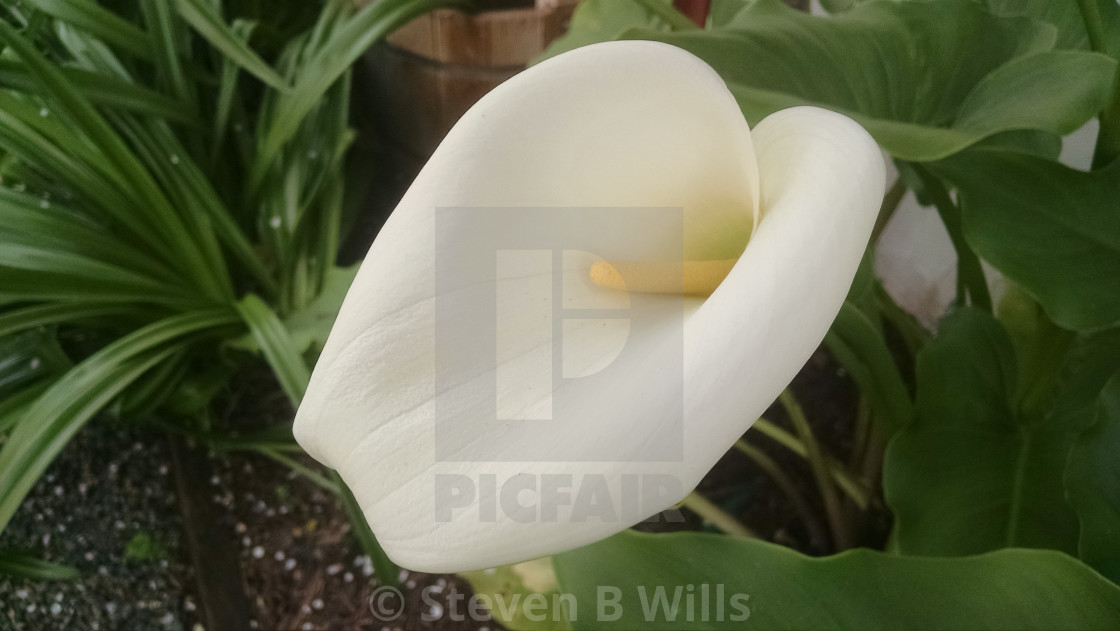 "Cala lily" stock image