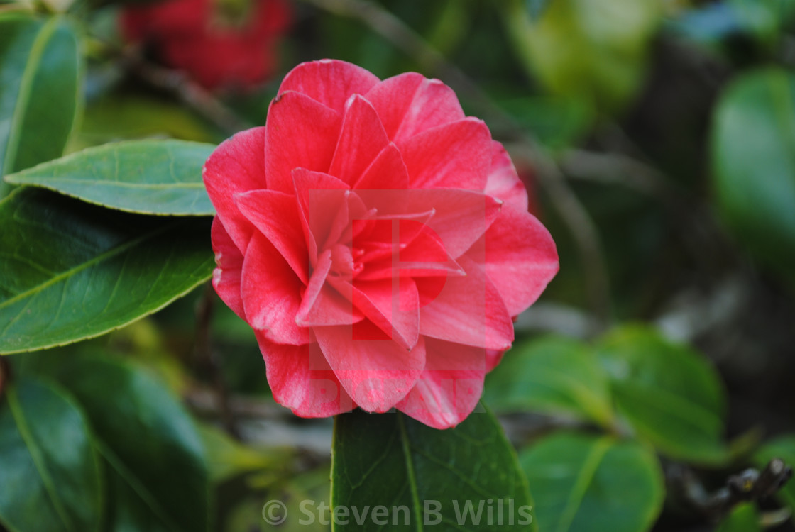 "A Red Camellia" stock image