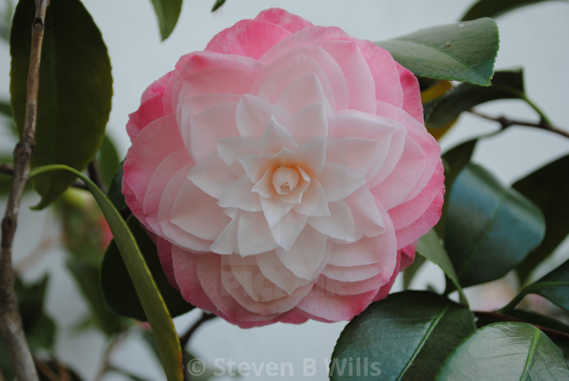 "Pink Camellia" stock image