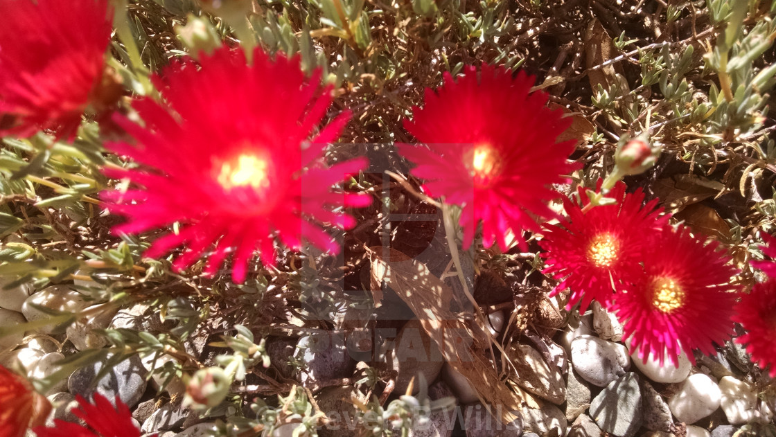 "Red flowers" stock image