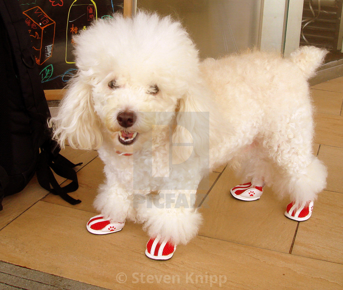 designer dog shoes