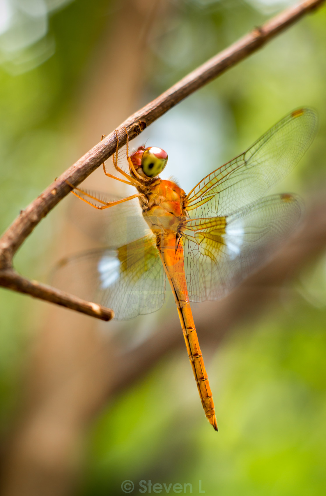 "Orange Dragonfly" stock image