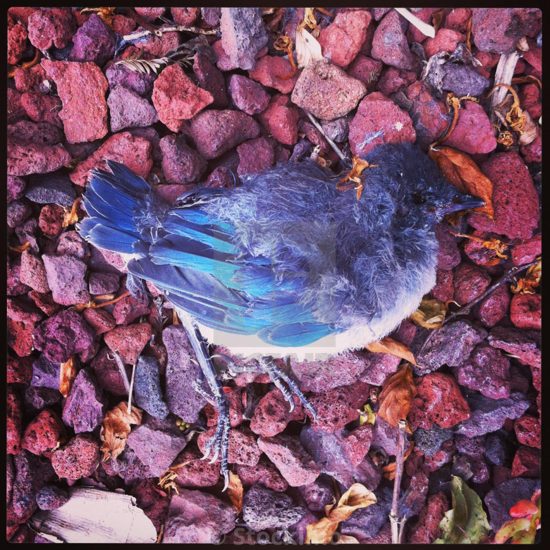Baby Blue Jay Death From Feline Attack North America License Download Or Print For 31 00 Photos Picfair