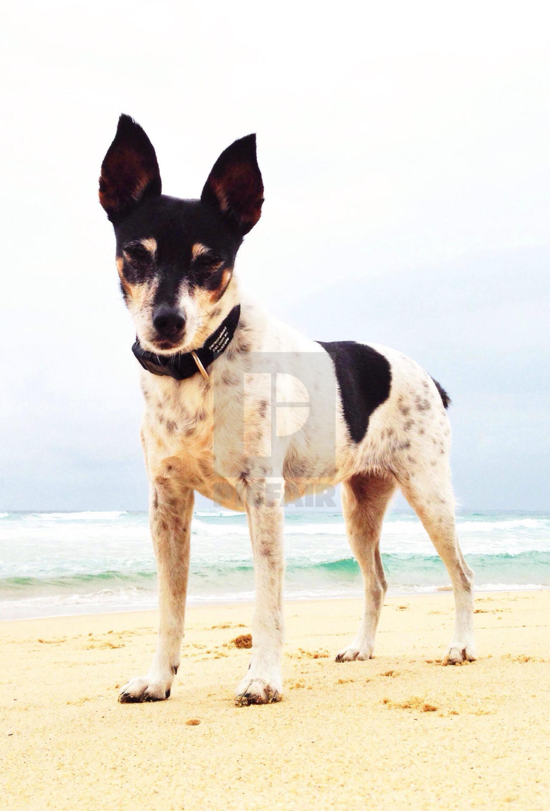 small fox terrier