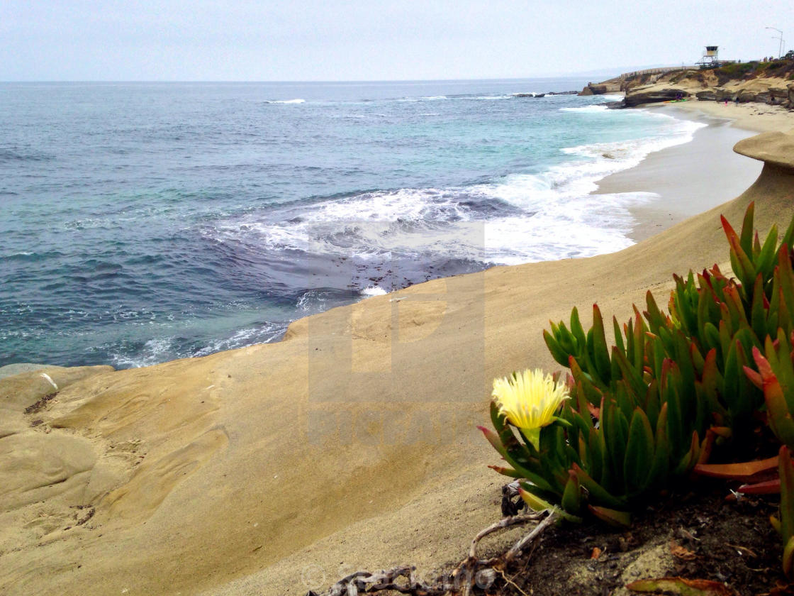 Pretty Flower Blooms On A Cliff Top Overlooking The Beach In La Jolla California License Download Or Print For 31 00 Photos Picfair