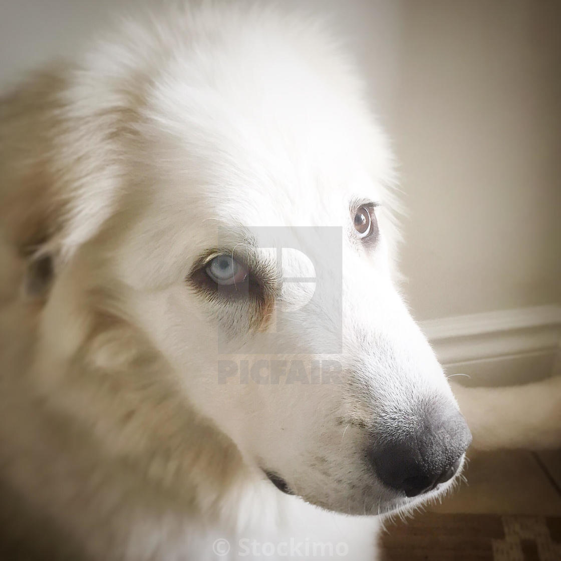 Close Up Portrait Of Six Month Old Great Pyrenees Puppy Dog With One Light Blue Eye And One Brown Eye License Download Or Print For 31 00 Photos Picfair