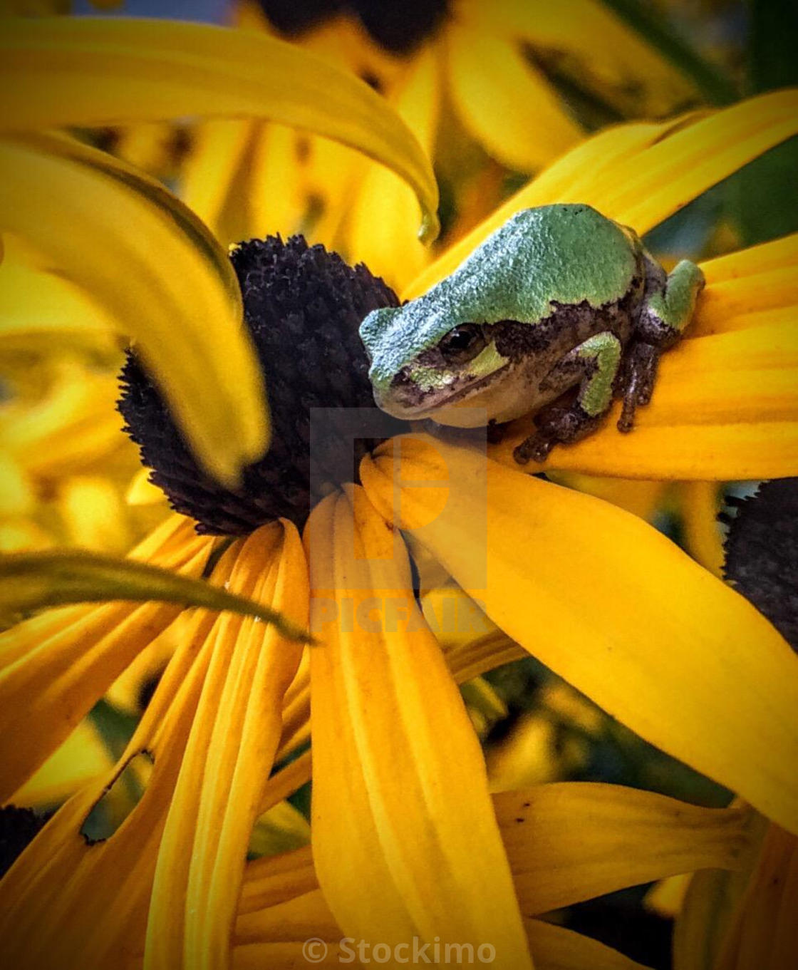 Tree Frog On A Black Eyed Susan In Michigan License Download Or