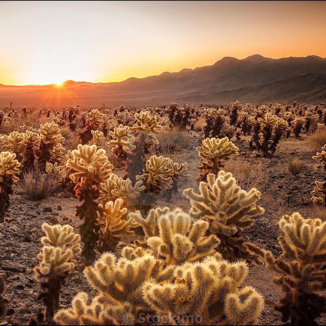 Cholla Cactus Garden In Joshua Tree National Park California Usa License Download Or Print For 31 00 Photos Picfair