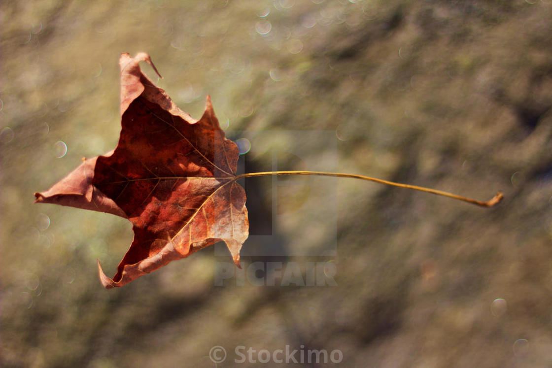 A Maple Leaf Falls To The Ground License Download Or Print For 31 00 Photos Picfair