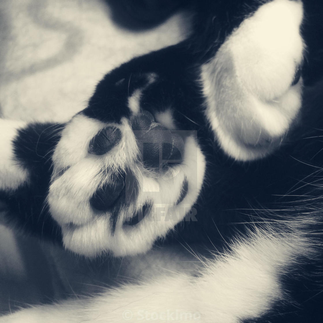 Close up of black and white cats paws - License, or £31.00 | Photos | Picfair