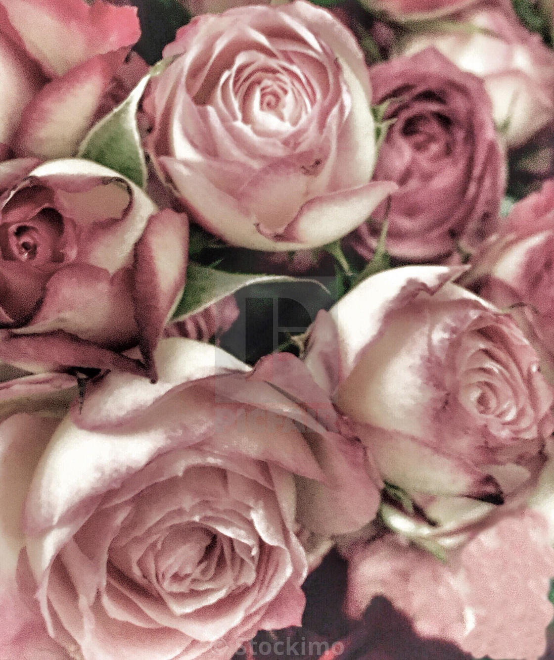 Dusty Rose Roses License Download Or Print For 31 00 Photos Picfair