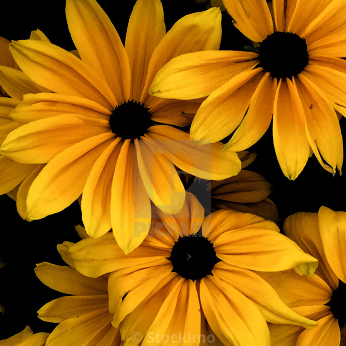 Download Three Flowers License Download Or Print For 31 00 Photos Picfair