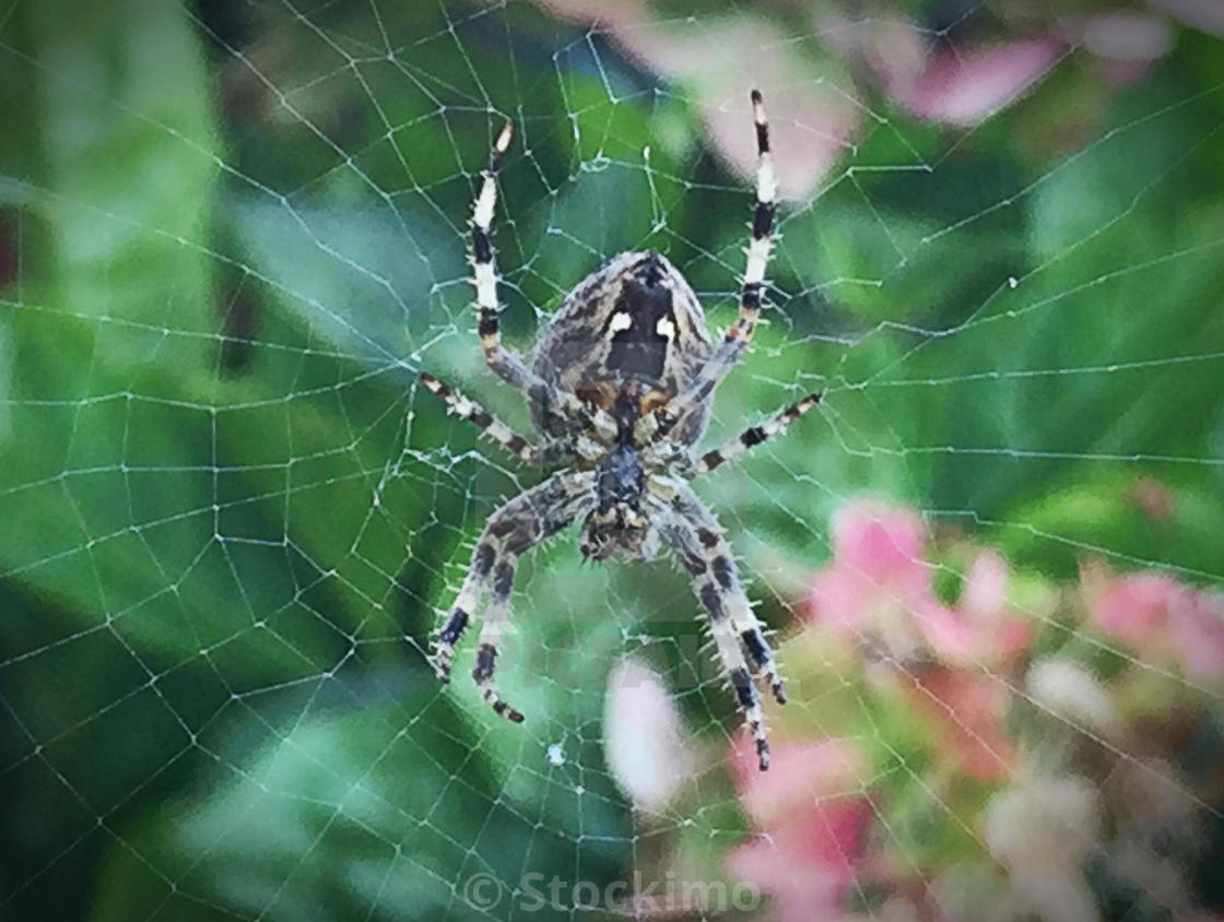 Large Female Garden Spider Waits Patiently For Her Lunch On The