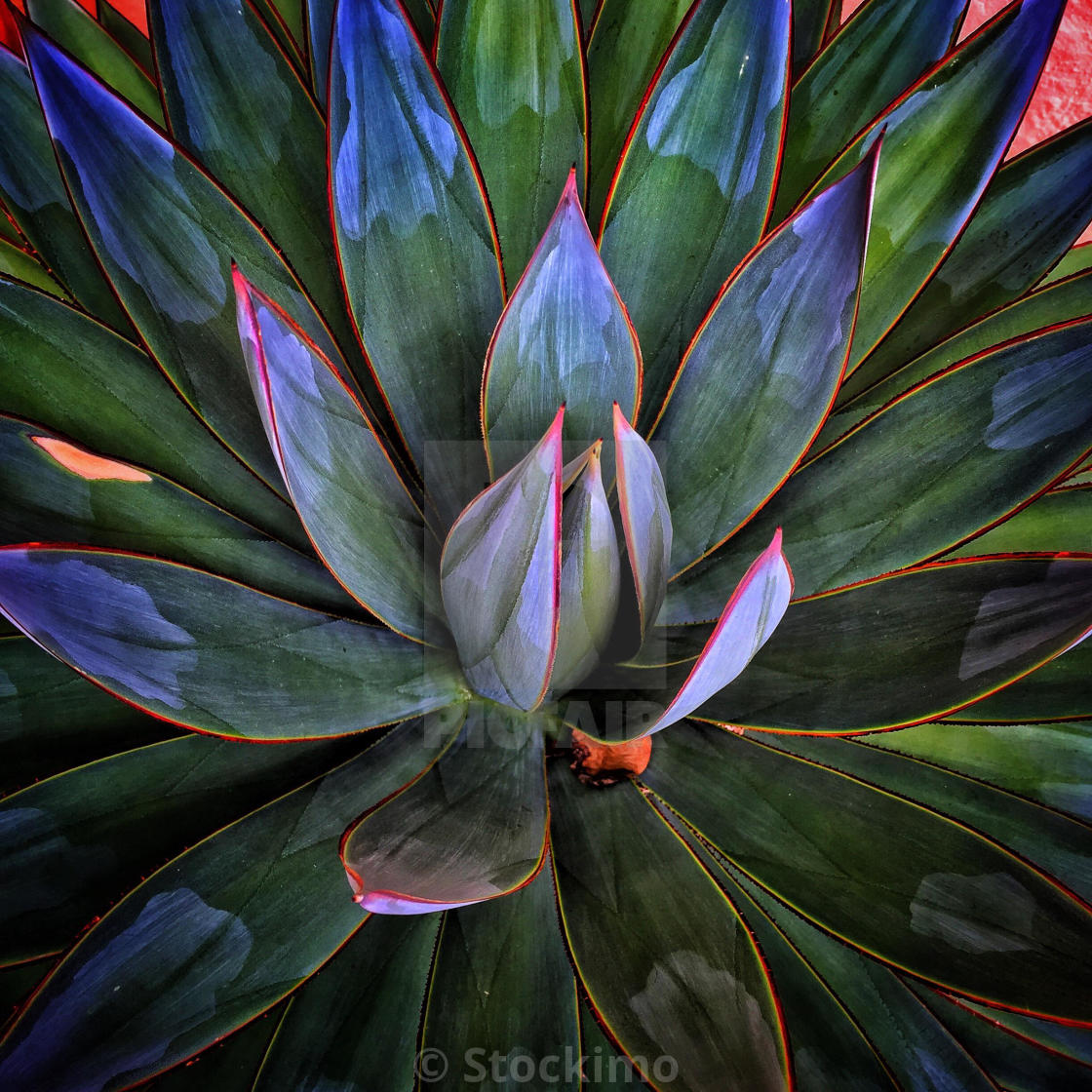 "Agave plant details in San Diego." stock image