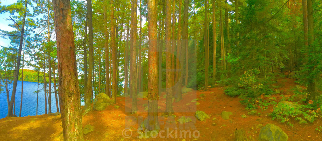 "Pine Forest Lakeshore Panorama With Pine Needle Covered Ground" stock image