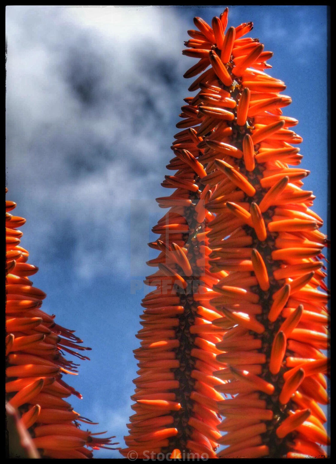 "Aloe flower" stock image