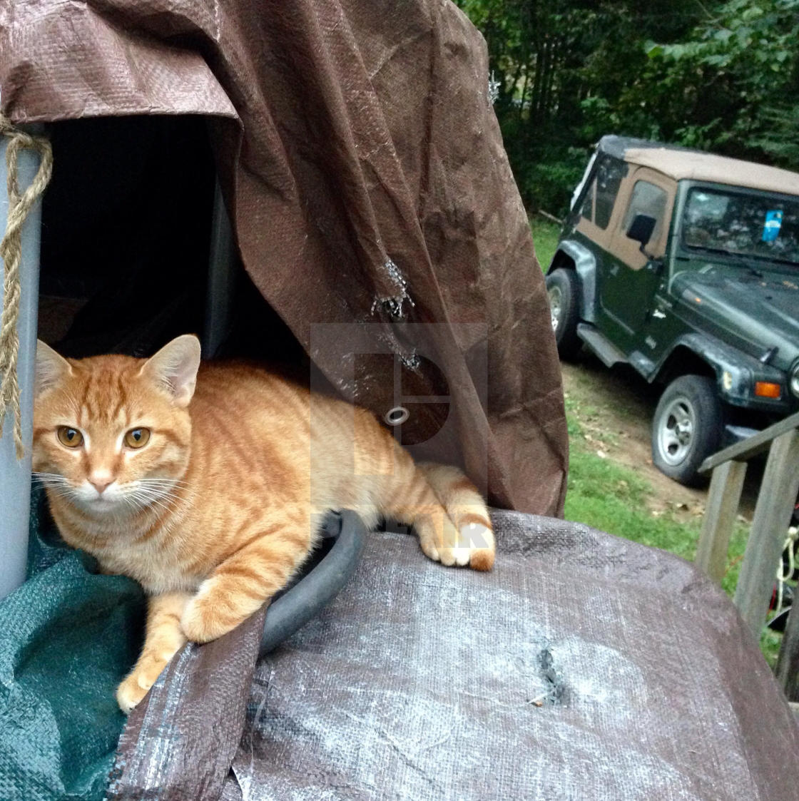 "Orange domestic tabby cat lying on covered generator on outdoor deck" stock image