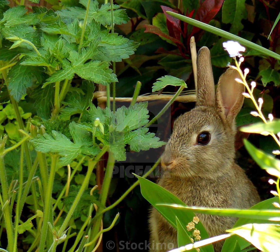 "Bunny Rabbit Hiding in the Garden" stock image