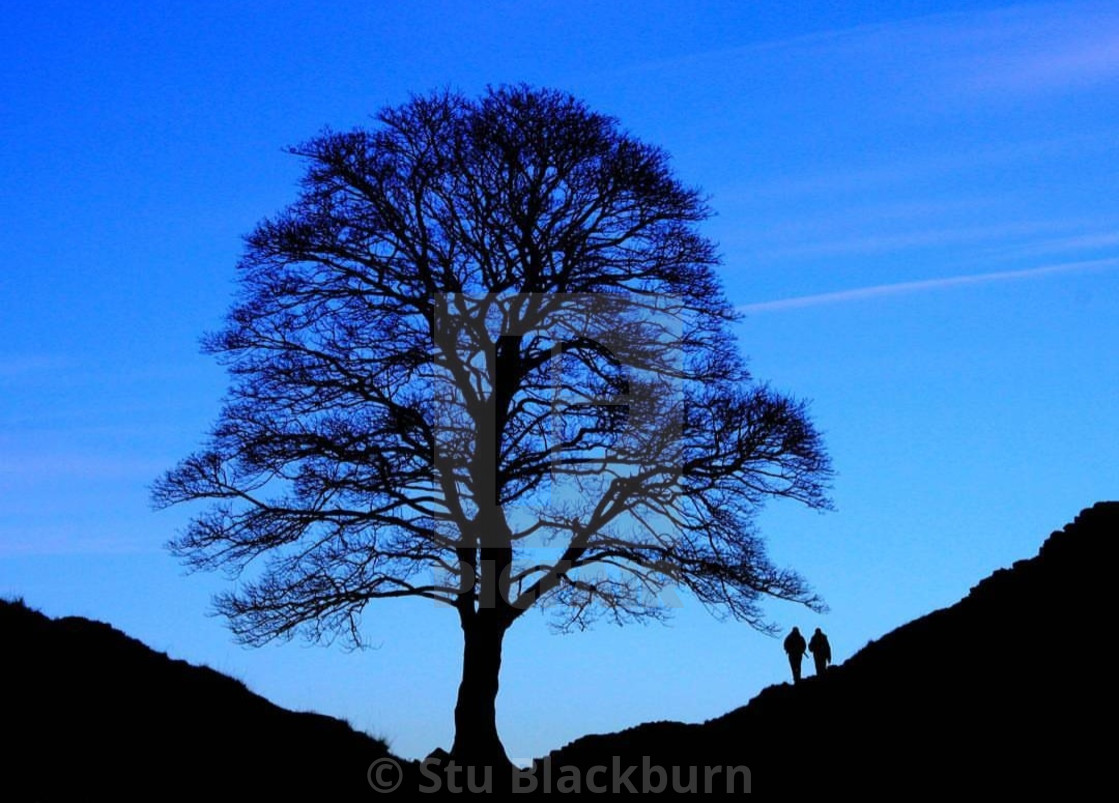 Sycamore Gap License Download Or Print For 6 20 Photos Picfair