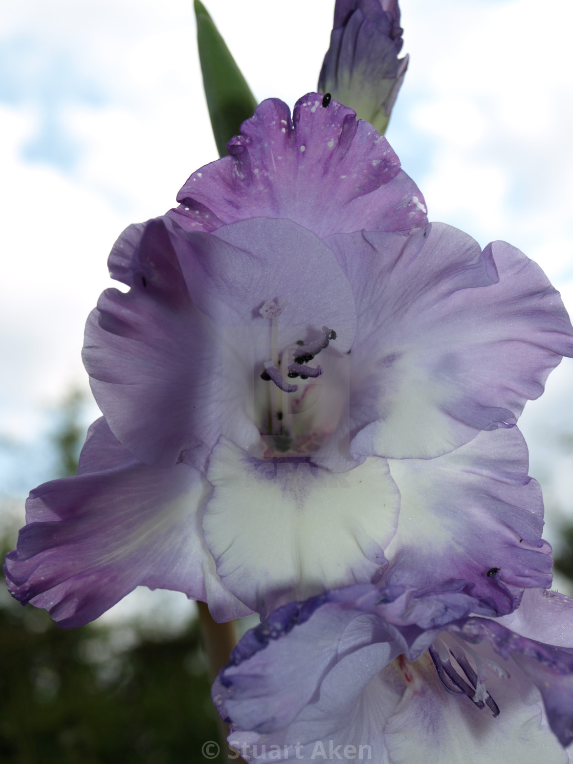 "Iris Flower" stock image