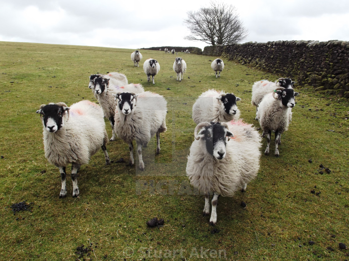 "Flock of sheep" stock image