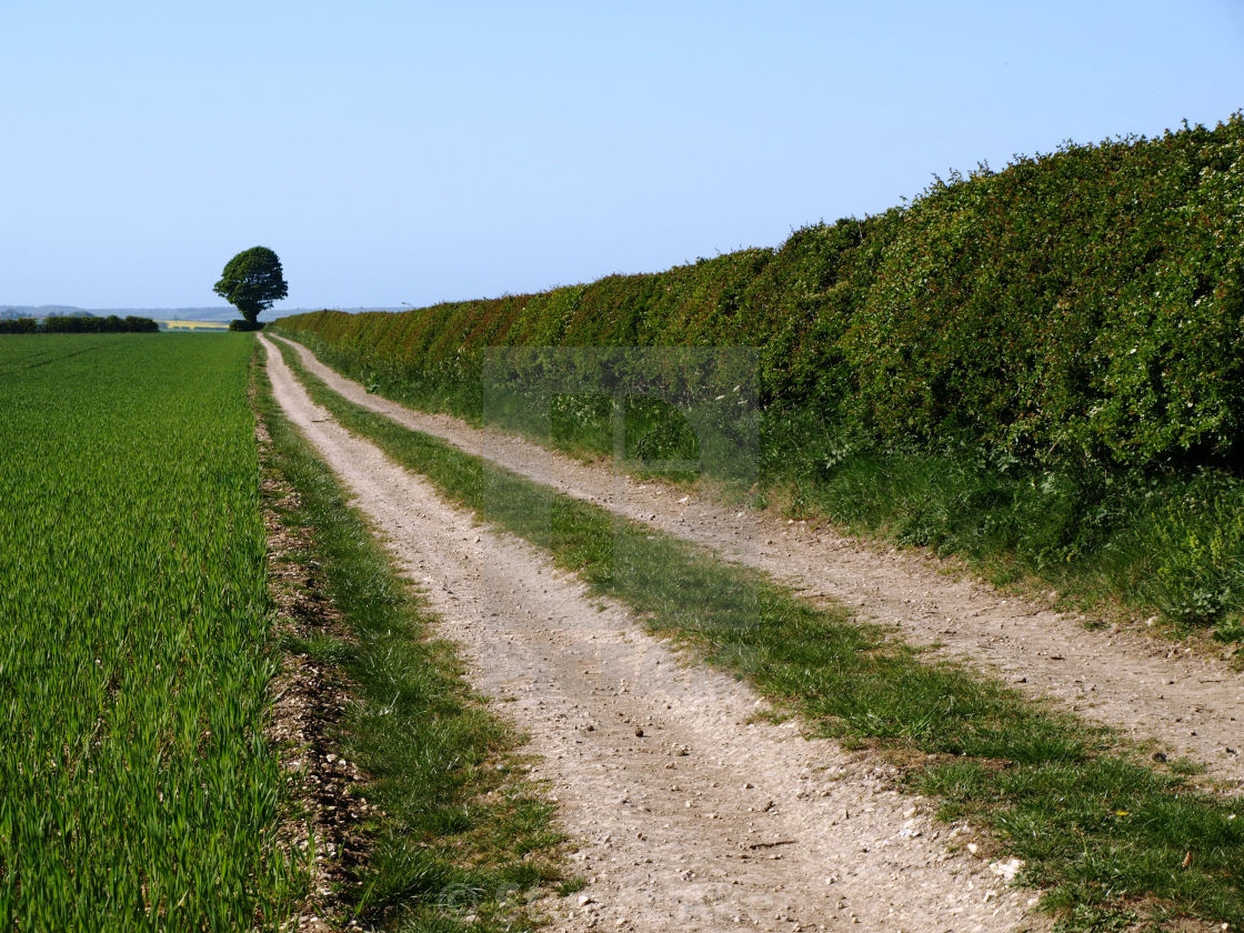 "Lone Tree" stock image