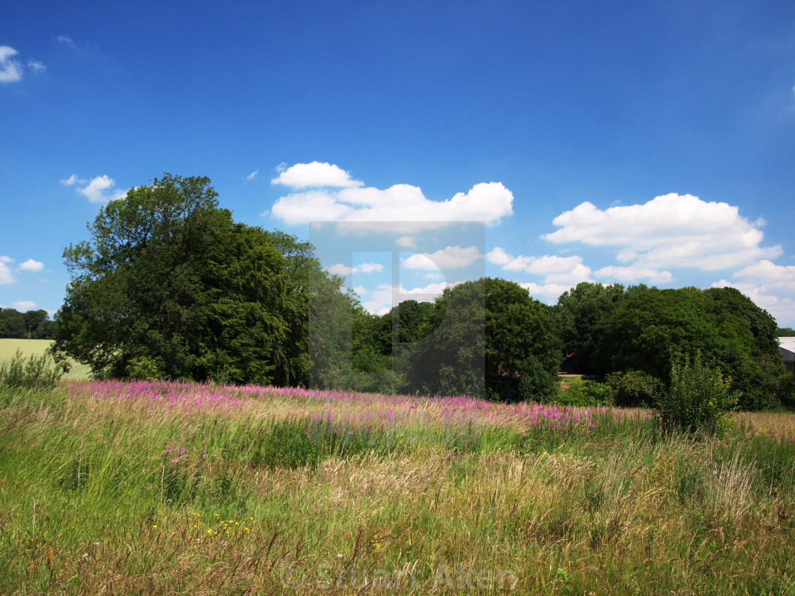 "Rosebay Willowherb" stock image