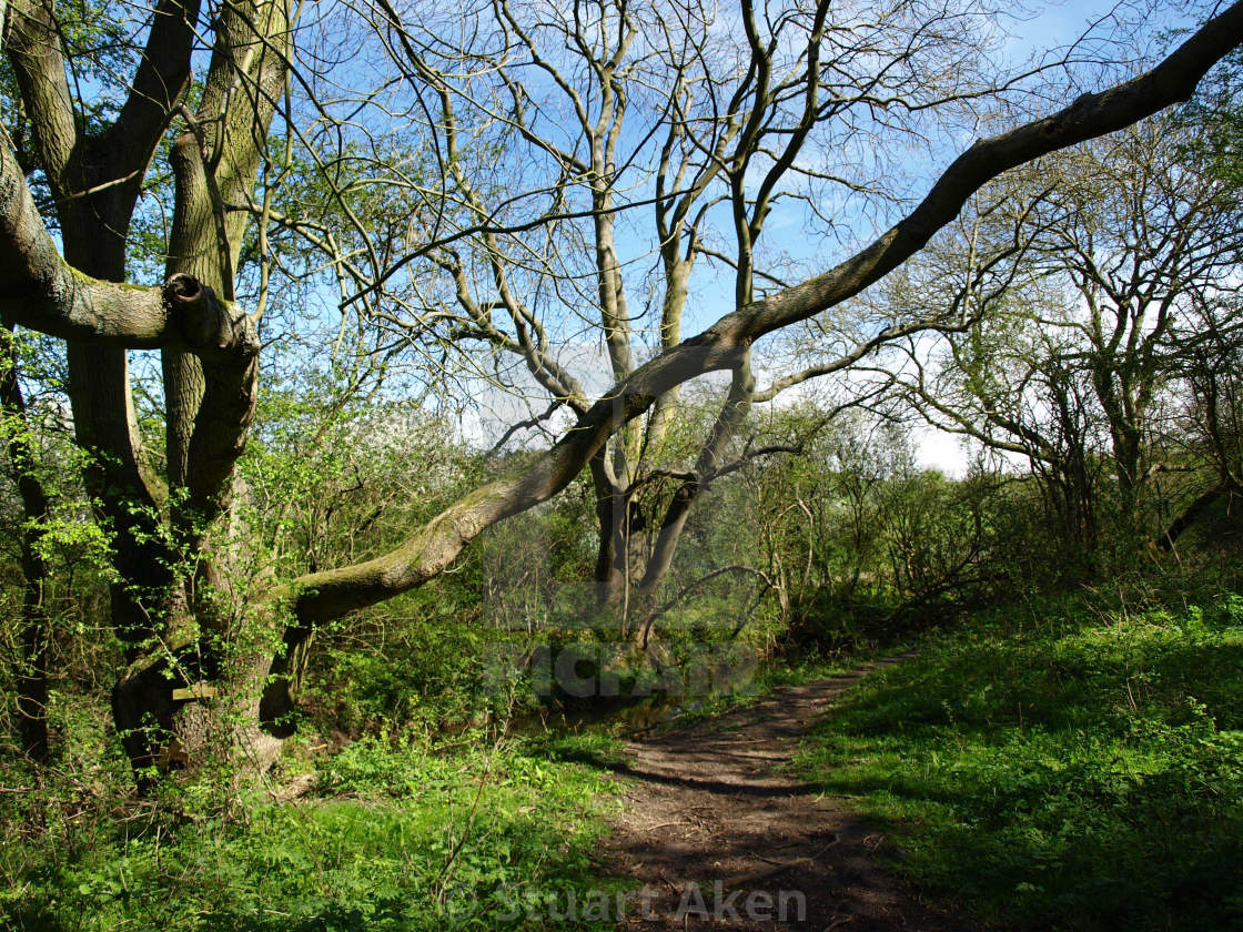 "Woodland Walk" stock image