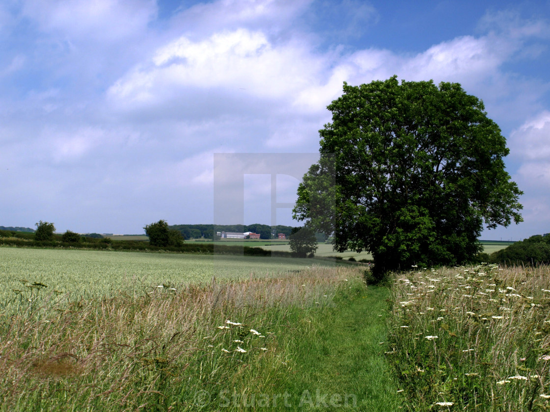 "Summer Field" stock image