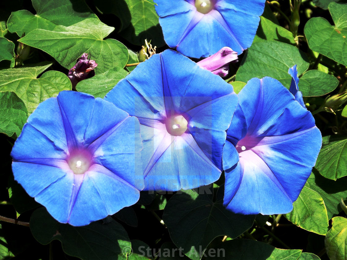 "Ipomoea Flowers" stock image