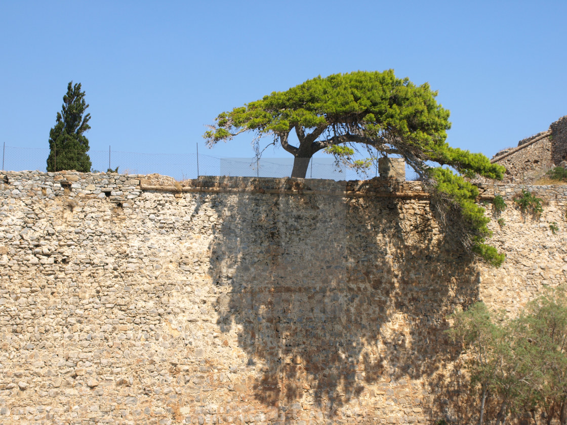 "Pine Shadow" stock image