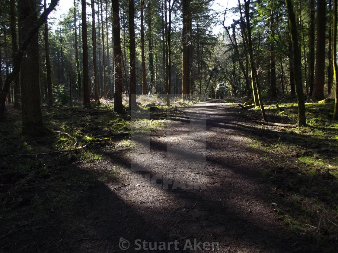 "Evening Shadows" stock image