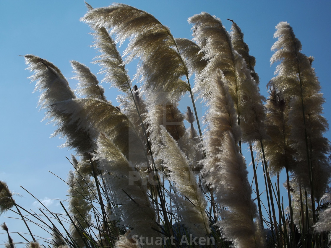 "Decorative Grass" stock image