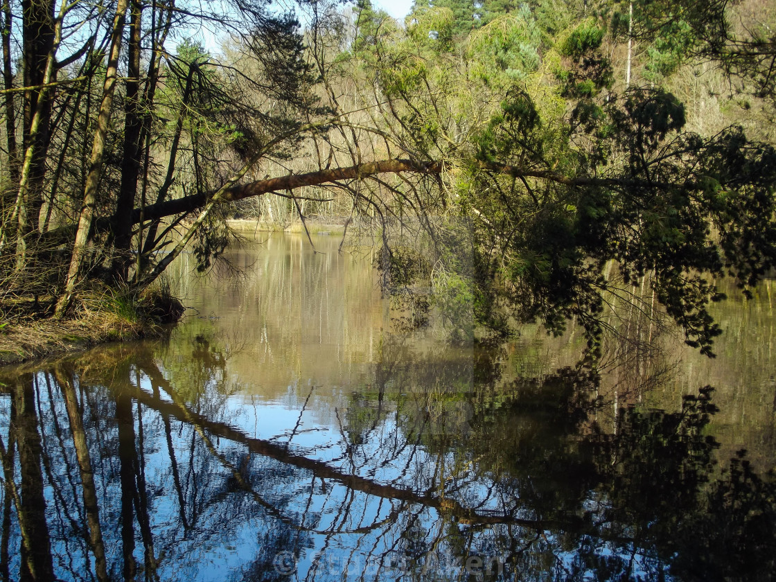 "Forest Lake" by Stuart Aken - $9.47 "Forest Lake" stock image