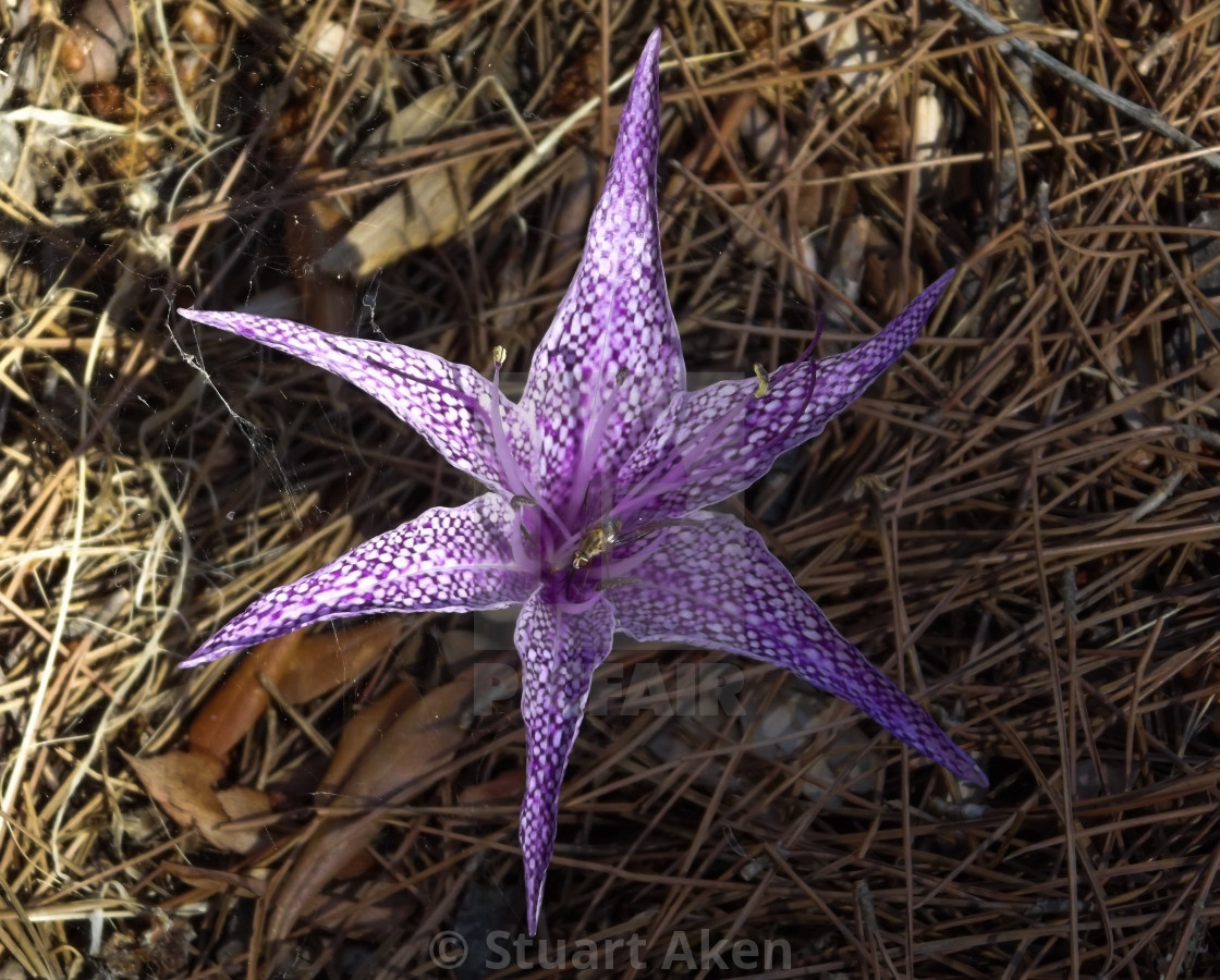 "Purple Bloom" stock image