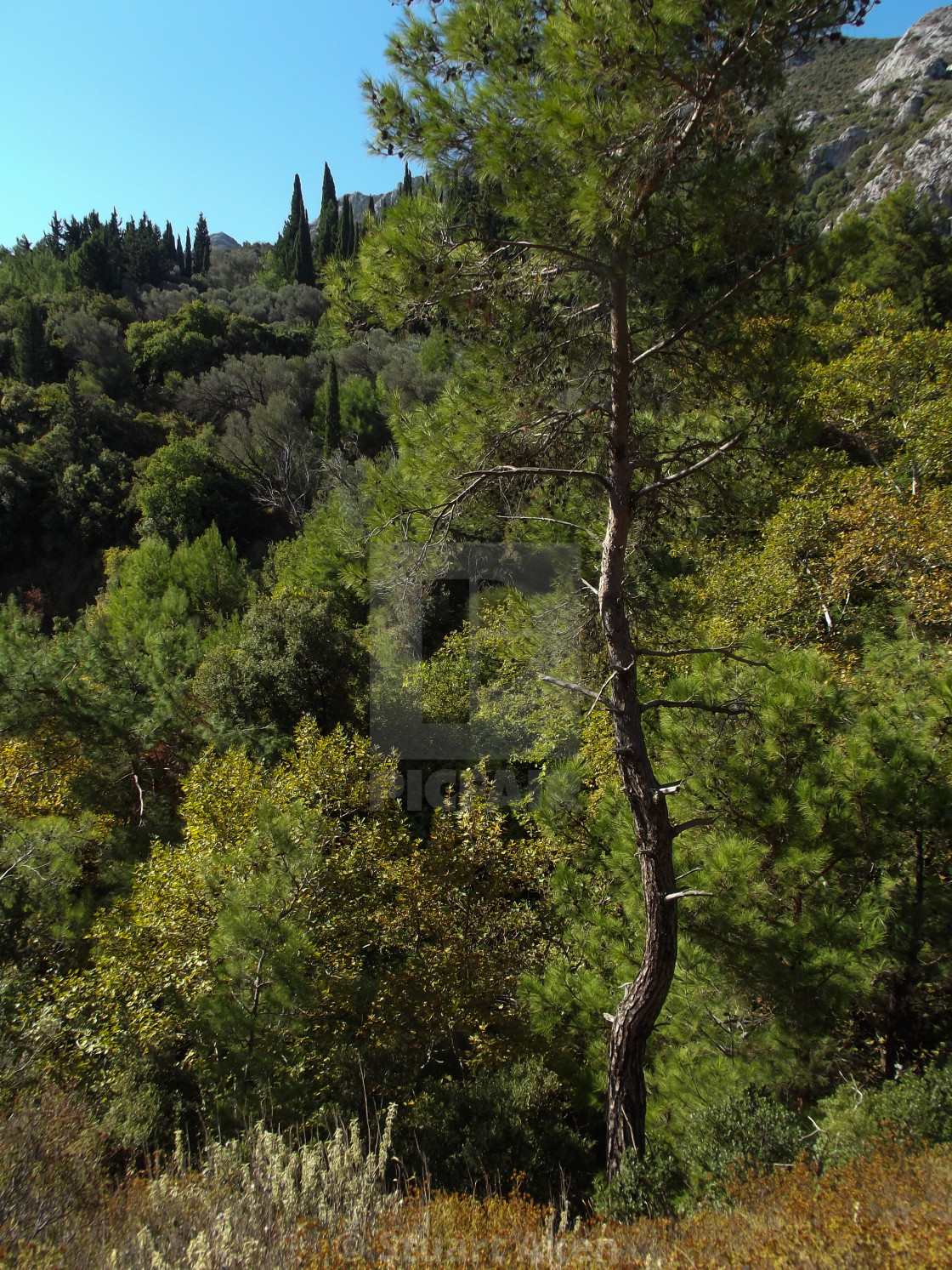 "Samos Trees" stock image