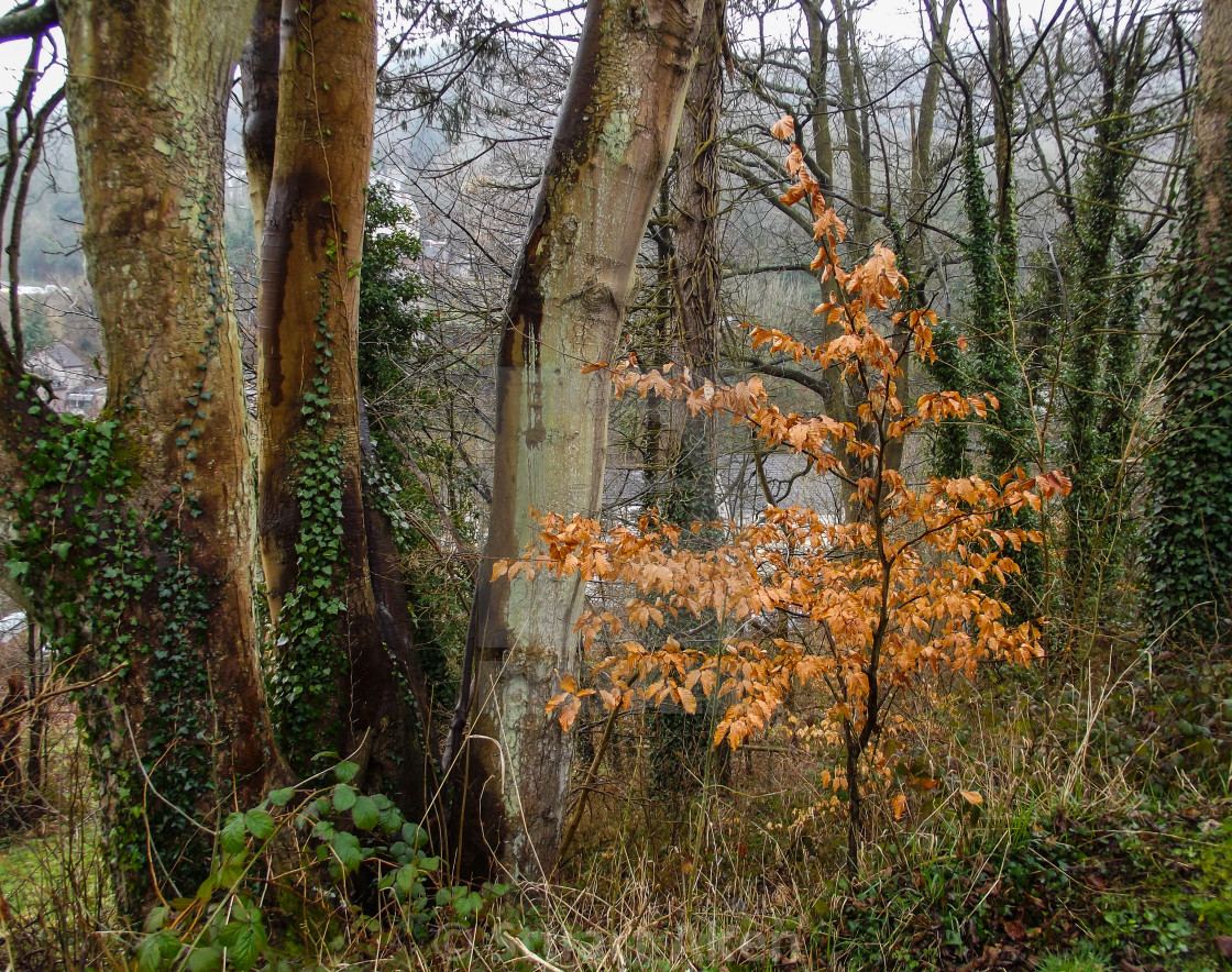 "Beeches" by Stuart Aken - $9.47 "Beeches" stock image