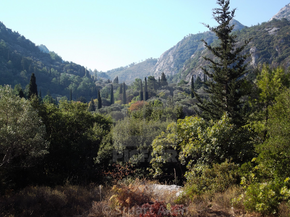 "Cypress Trees" stock image