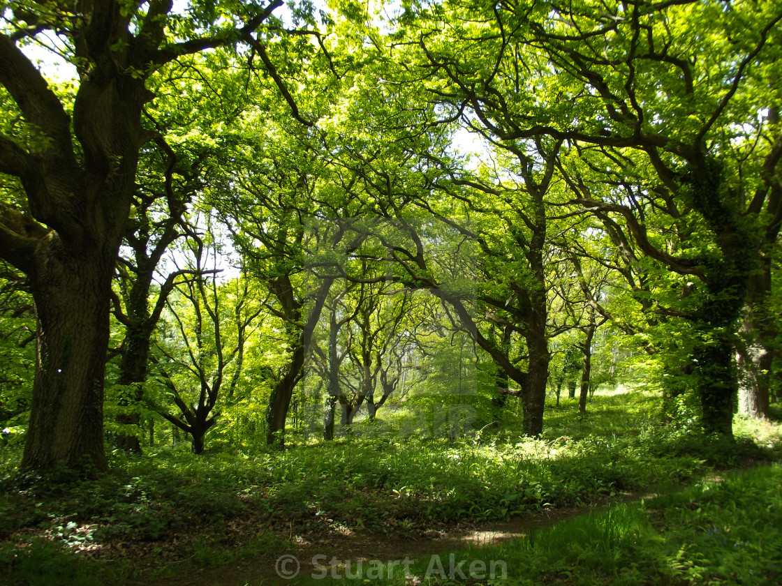 "Oak Grove" by Stuart Aken - $9.47 "Oak Grove" stock image