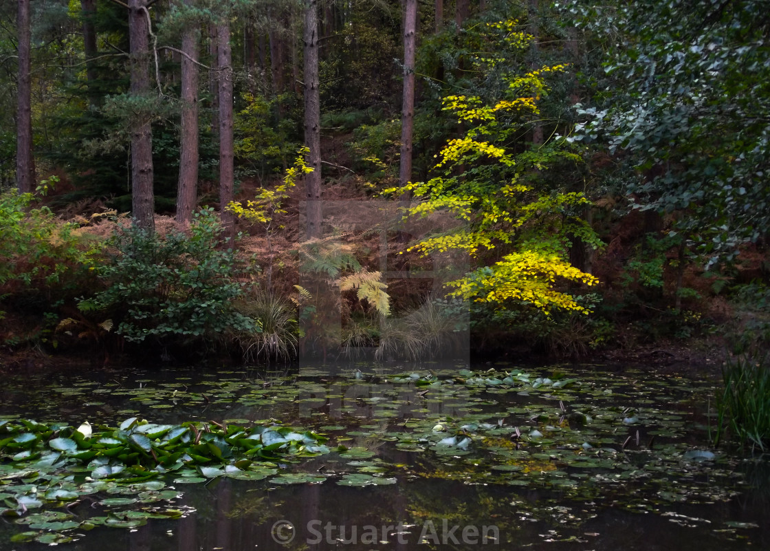 "Colours of Autumn" stock image