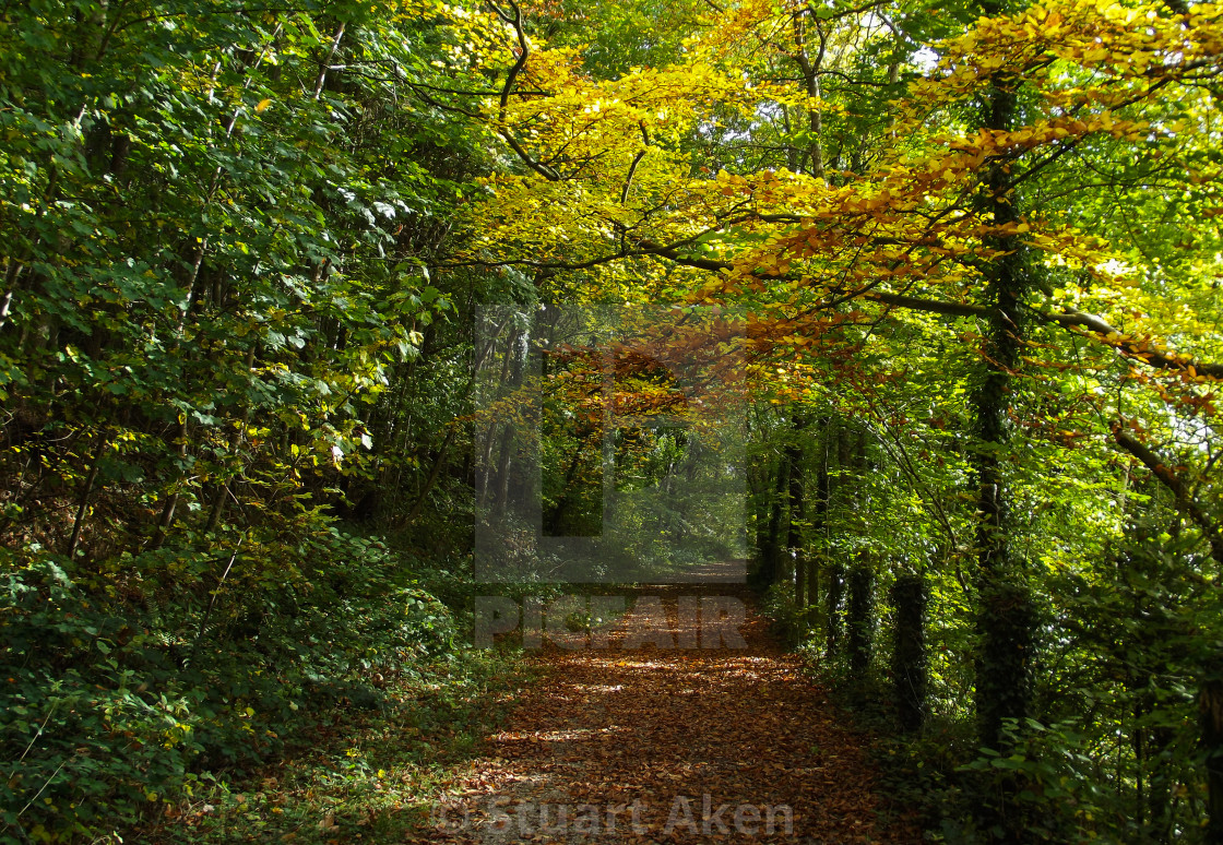 "First Hint of Autumn" stock image