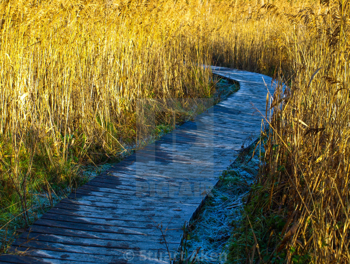 "Frosty Morning" stock image