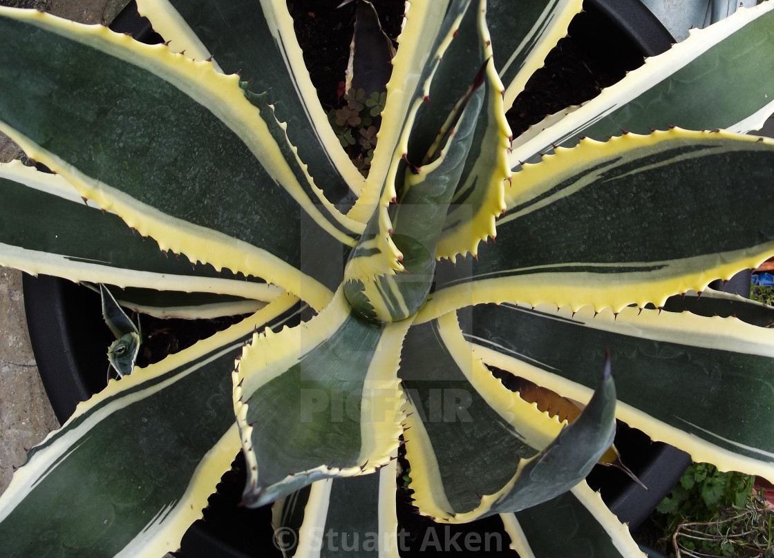 "Spiky Aloe Vera" stock image